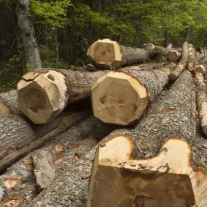 Large felled trunks of Norway Spruce (Picea abies) in forest, Vercors, French Alps, France, May Large felled trunks of Norway Spruce (Picea abies) in forest, Vercors, French Alps, France, May
