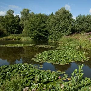 Large garden pond with waterlilies, Millennium Garden, Pensthorpe, Norfolk, England, september