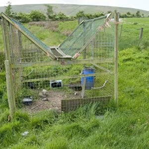 Large larsen trap used on shooting estate to capture crows, England, may