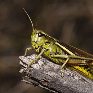 Large Marsh Grasshopper (Stethophyma grossum) adult, resting on twig, Crockford Bridge, New Forest, Hampshire, England