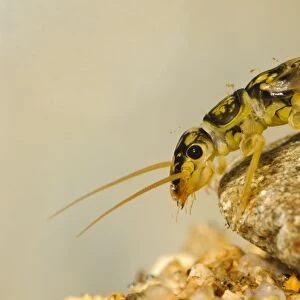 Large Stonefly (Perla bipinctata) nymph, clinging to pebble underwater, England