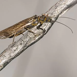 Large Stonefly (Perlodes microcephala) adult, alighted on twig at riverbank, Moriston River, below Loch Cluanie