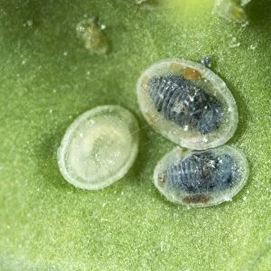 Larval scales of cabbage whitefly, Aleyrodes proletella, parasitised by a parasitoiid wasp, Encarsia tricolor
