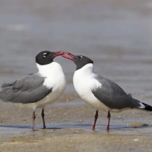 Laughing Gull (Larus atricilla) adult pair, breeding plumage, courtship behaviour, standing on shore at coast