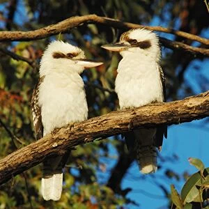 Laughing Kookaburra (Dacelo novaeguineae) adult pair, perched on branch, Eungella N. P. Queensland, Australia, august