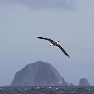 Laysan Albatross (Phoebastria immutabilis) adult, in flight over sea, Alaska Maritime National Wildlife Refuge