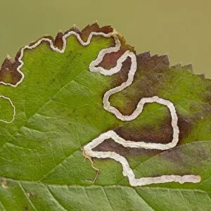 Leaf Mine Moth (Stigmella aurella) larval mines in bramble leaf, Yorkshire, England, May
