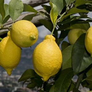 Lemon, Citrus limon, ripe fruit on tree, Sorrento, Bay of Naples, Campania, Italy, May