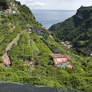 Lemon groves with some trees netted to prevent over exposure to sun and sunburn, Bay of Salerno, near Amalfi, Campania