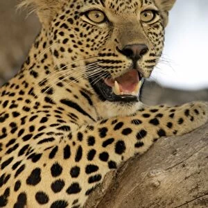 Leopard (Panthera pardus) Adult female in tree, Sabie Sand Game Reserve, South Africa