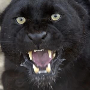 Leopard (Panthera pardus) black panther, adult, snarling, close-up of head, captive