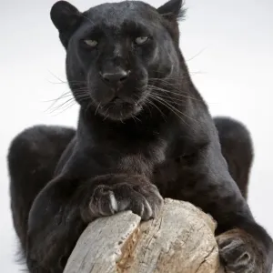 Prints of : Big Cats