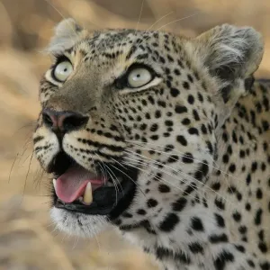 Leopard Print Staring Upwards Image Leopard Print Staring Upwards Image