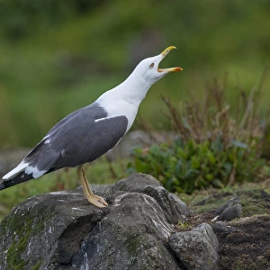Lesser Black-backed Gull (Larus fuscus) adult, breeding plumage, calling, vocalising on territory, Isle of May