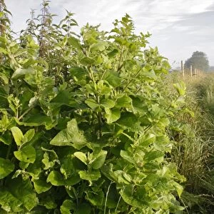Lesser Burdock (Arctium minus) leaves, growing on field headland in farmland, Bacton, Suffolk, England, july