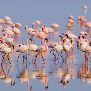 Lesser Flamingo (Phoenicopterus minor) adults and immatures, flock in water, Lake Nakuru, Great Rift Valley, Kenya