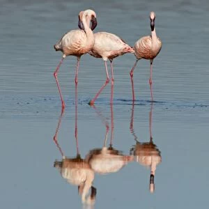 Lesser Flamingo (Phoenicopterus minor) Adults feeding - Lake Nakuru, Kenya