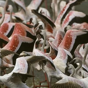 Lesser Flamingos (Phoeniconaias minor) Lake Nakuru, Kenya
