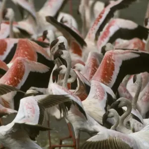 Lesser Flamingos Print, Lake Nakuru, Kenya