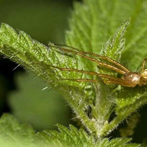 Lesser Garden Spider (Metellina segmentata) adult, straddling Stinging Nettle (Urtica dioica) leaves, Brede High Woods