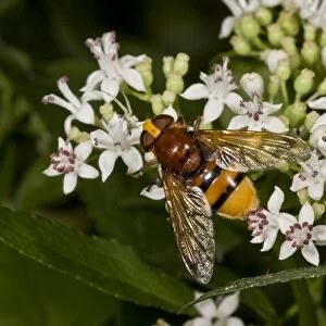 Lesser Hornet Hoverfly (Volucella inanis) adult, feeding on Danewort (Sambucus ebulus) flowers, France, August
