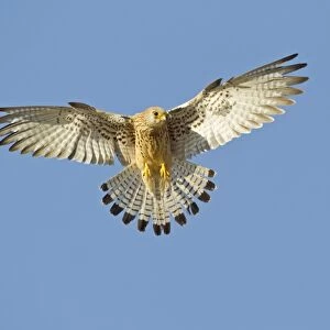Lesser Kestrel (Falco naumanni) adult female, in flight, hovering over bullring, Trujillo Bullring, Trujillo