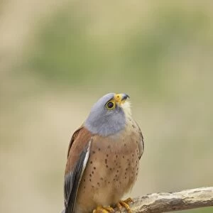 Lesser Kestrel (Falco naumanni) adult male, perched on branch, Extremadura, Spain