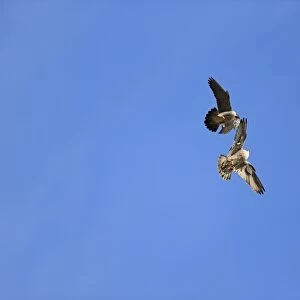 Lesser Kestrel (Falco naumanni) adult male, in flight, transferring Centipede (Scolopendra sp)