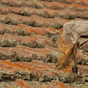 Lesser Kestrel (Falco naumanni) adult pair, mating on old roof, Spain, April