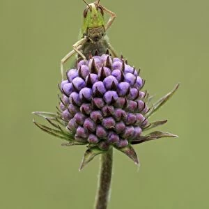 Lesser Marsh Grasshopper (Chorthippus albomarginatus) adult, with leg on head, resting on flowerhead, Leicestershire