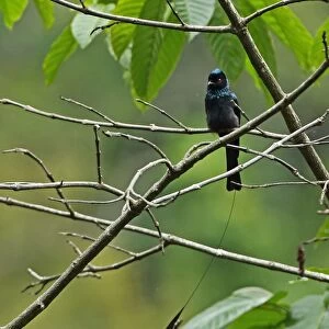 Lesser Racket-tailed Drongo (Dicrurus remifer peracensis) adult, with one tail racket missing, perched on twig