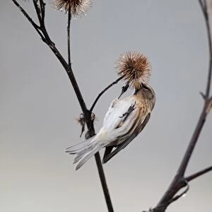 Lesser Redpoll (Carduelis cabaret) adult female / first winter plumage, feeding on seeds from burdock seedhead