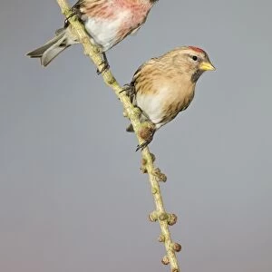 Lesser Redpoll (Carduelis cabaret) adult pair, perched on larch twig, Suffolk, England, February