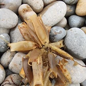 Lesser Spotted Dogfish (Scyliorhinus canicula) Mermaids Purse eggcases, group washed up on beach, Chesil Beach, Dorset