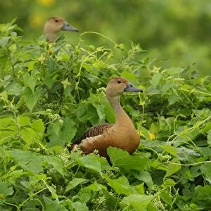 Lesser Whistling-duck (Dendrocygna javanica) two adults, standing amongst vegetation, Sri Lanka, december