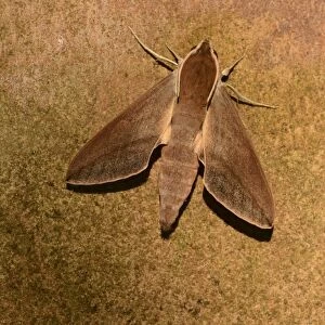Levant Hawkmoth (Theretra alecto) adult, resting on wall, Cyprus, November