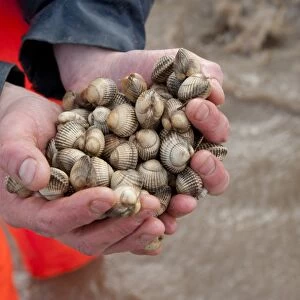 Licensed cockle picker holding cockles in hands after picking from cockle beds, Foulnaze Bank, between Lytham and Southport, Ribble Estuary, Lancashire, England, november