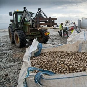 Licensed cockle pickers unloading and weighing cockles after picking from cockle beds, Foulnaze Bank