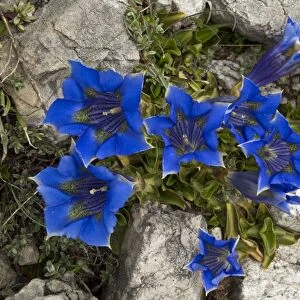 Ligurian Trumpet Gentian (Gentiana ligustica) flowering, Gran Sasso N. P. Apennines, Italy, May
