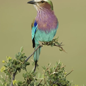 Lilac-breasted Roller (Coracias caudata) adult, perched on branch, Serengeti N. P. Tanzania