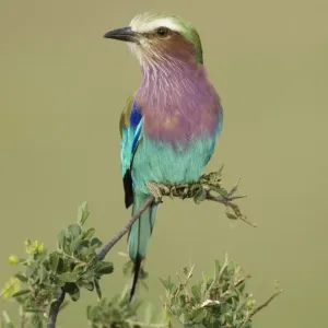 Lilac-breasted Roller Print, Perched on Branch Lilac-breasted Roller Print, Perched on Branch