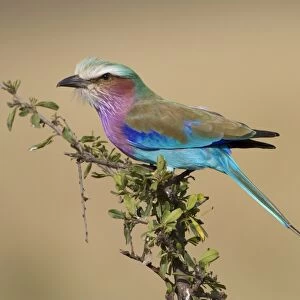 Lilac-breasted Roller (Coracias caudata) adult, perched on branch, Masai Mara, Kenya, August