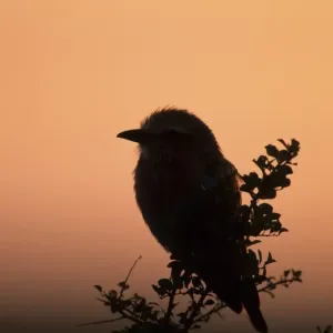 Lilac-breasted Roller Print - Perched on a Bush at Dawn Lilac-breasted Roller Print - Perched on a Bush at Dawn