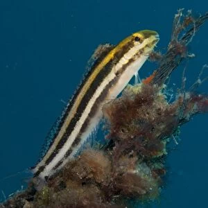 Lined Fangblenny (Meiacanthus lineatus) adult, resting on coral encrusted rope, Lembeh Straits, Sulawesi