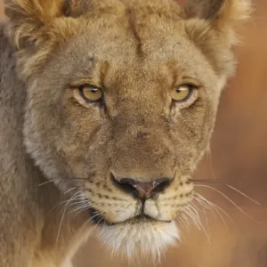 Lion Adult Female Print: Close-up Head at Dusk Lion Adult Female Print: Close-up Head at Dusk