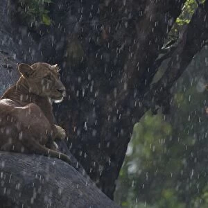 Lion (Panthera leo) adult female, resting on tree branch in rain, watching prey, Nakuru, Kenya