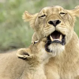 Lion (Panthera leo) Adult female with cub playing, social behaviour, Sabie Sand Game Reserve, South Africa Lion (Panthera leo) Adult female with cub playing, social behaviour, Sabie Sand Game Reserve, South Africa