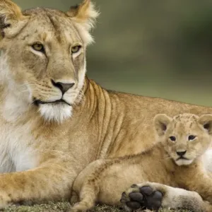 Lion (Panthera leo) adult female with young cub, resting, Serengeti N. P. Tanzania Lion (Panthera leo) adult female with young cub, resting, Serengeti N. P. Tanzania