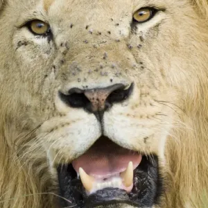 Lion Adult Male Print Lion Adult Male Print