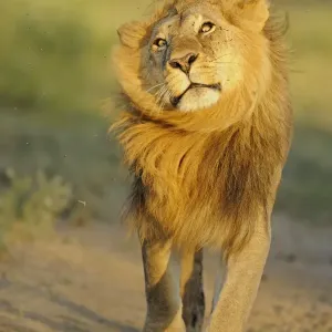 Lion Adult Male Print - Morning Serengeti Scene Lion Adult Male Print - Morning Serengeti Scene